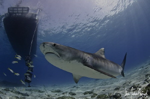 Emma and the Shear Water at Tiger Beach. by Steven Anderson 